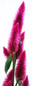 Fiori