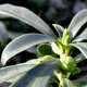 Attivit� estive al giardino botanico Carsiana
