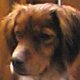 Smarrito cane in alto Friuli - Zona Cercivento-Ravascletto-Paluzza