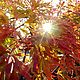 I colori dell'autunno: foto 01 di 4