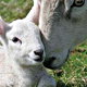 Un agnello con sua madre