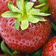 Fragole