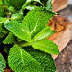 Foglie di menta