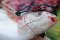 Pesce bianco sofferente