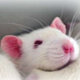 Ratto