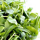 Rucola