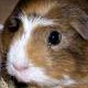 Sperimentazione animale: Il mondo d'incubo dei topi geneticamente modificati