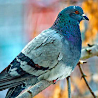 Legacci e fili: trappole mortali per gli animali