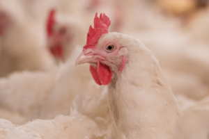 Allevamento di polli, tra le cause del Coronavirus / Covid-19