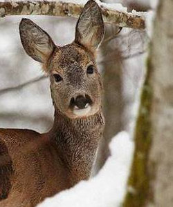 Animale selvatico sulla neve