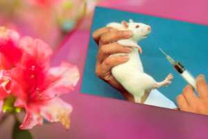 Azalee ricerca AIRC e sperimentazione animale