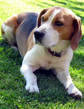 Un beagle, cani usati per a vivisezione e i test su cosmetici