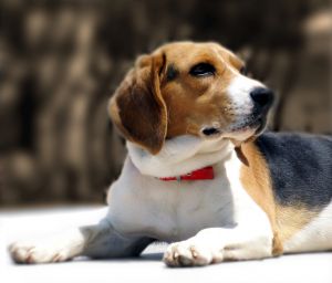 Un cane di razza beagle, i piu'utilizzati per la vivisezione