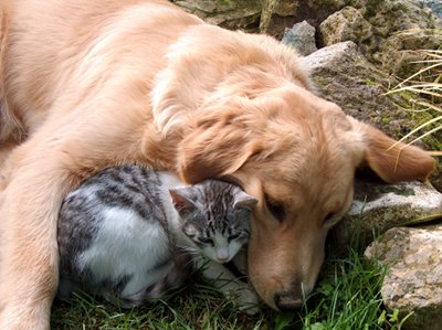 Cane e gatto abbracciati