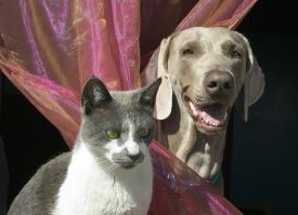 Un cane e un gatto