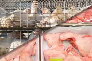 Polli che verranno uccisi per diventare carne contaminata da feci