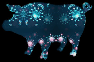 Virus visto attraverso la sagoma di un maiale