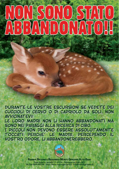 Come comportarsi quando si trova un cucciolo di cerbiatto, cervo, daino