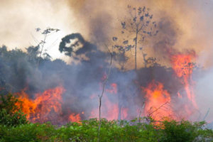 Foresta bruciata a causa degli allevamenti