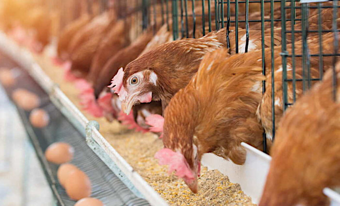 Delle galline mangiano in un allevamento intensivo