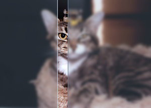 Gatto in laboratorio di vivisezione
