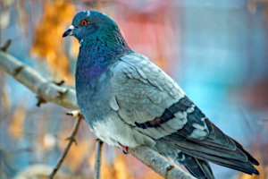 Piccione su un ramo, sfondo azzurro