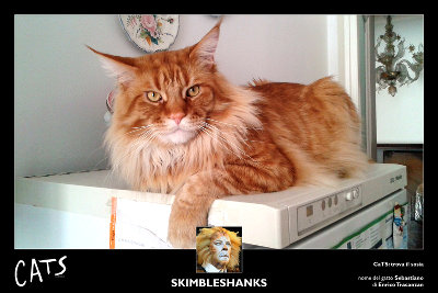 Musical CaTS: trova il sosia. Primo classificato