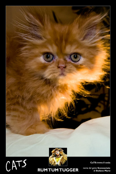 Musical CaTS: trova il sosia. Primo classificato