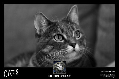 Musical CaTS: trova il sosia. Primo classificato