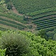 Collio goriziano: foto 01 di 9