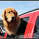 Animali degli Stati Uniti: foto 15 di 15